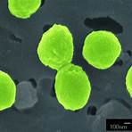 ocean microbe marine protists wikipedia 2017 2018 images hd movie3