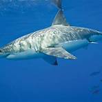 White Shark4