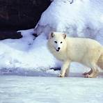 arctic fox animals5