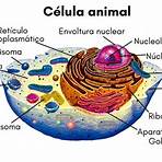 célula animal wikipedia1