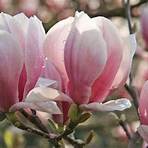 magnolienfrucht1