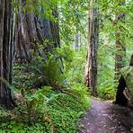 redwood forest3