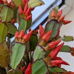 what is the botanical name of the easter cactus houseplant flower in the movie2