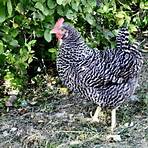 barred plymouth rock chickens3