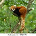 panda rojo cute2