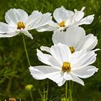 cosmos fleur3