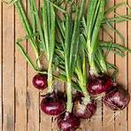 growing red onions soil3