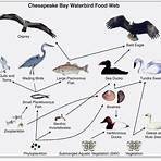what is a website for kids examples of food web4