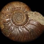 Ammonite1