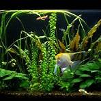 Fish Tank5