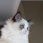 ragdoll cats for sale4