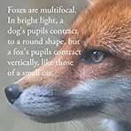 the hidden world of the fox4
