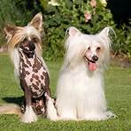 wikipedia chinese crested dogs2