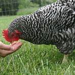 barred plymouth rock chickens2