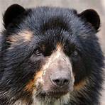 what is a spectacled bear2