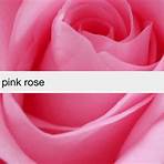 pink rose pictures3