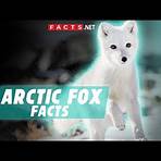 arctic fox1
