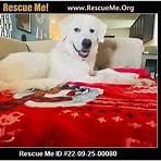 texas great pyrenees rescue4