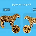 jaguar raubtier3