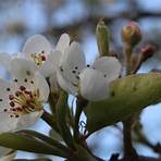 Spring Blossom3