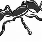 where can i get clipart for free an ant cartoon drawing black and white3