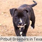 best pitbull breeders in texas near me1