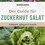 zuckerhut salat anwendung3