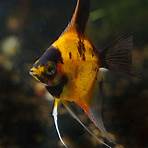 angelfish for sale2