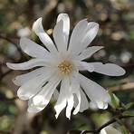 magnolia stellata waterlily2