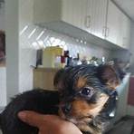 yorkshire terrier for sale5
