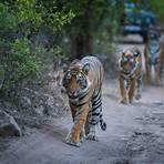 tiger life span2