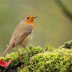 How long do Robins live?2