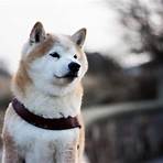 shiba inu dog4