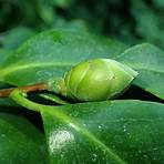 camellia sinensis4