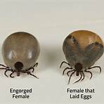 what is the history of a tick eat4