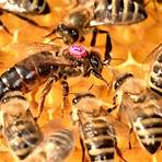 función de la abeja reina3