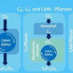 oxygene photosynthese4