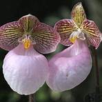 frauenschuh orchideen5