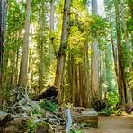 the redwood forest1