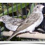 pet birds for sale online1