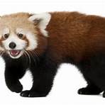 oso panda rojo donde vive1