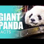 what are some unique facts about the giant panda found4