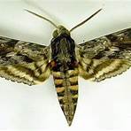 hawk moth caterpillar3