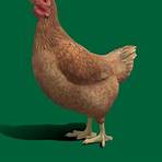 chicken model game3