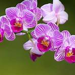 orchidea fiore significato3