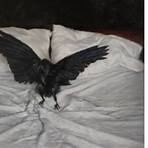 A Lick of Night: Excerpted from Grief is the Thing With Feathers (Electric Literature's Recommended Reading)3