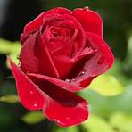 burgundy rose meaning2