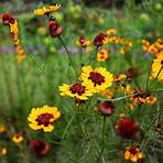 does coreopsis need deadheading to be delivered to florida2