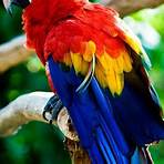 parrot3