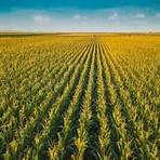 corn plant facts3
